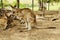 A picture of a Kangaroo at the Zoo in Australia.