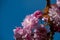 A picture of Kanzan cherry blossom blooming against the blue sky.