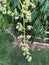 picture of a kedondong fruit tree flower with green leaves