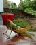 Picture of large green orange eyed grasshopper in himachal pradesh, India