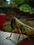 Picture of large green orange eyed grasshopper in himachal pradesh, India