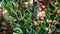 picture of leaves of a Euphorbia tithymaloides tree