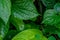 Picture of the leaves of Piper sarmentosum in natural green and dew