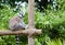 Picture of a lemurien maki catta