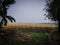 Picture of light fog accumulating on farmland on a winter morning in eastern India