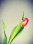 Picture of lonely tulip.