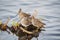 A picture of long-billed dowitchers at a lake.