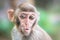 Picture of the Macaque Rhesus babiy wondering