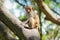 Picture of the Macaque Rhesus baby