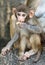 Picture of the Macaque Rhesus baby eating