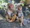 Picture of the Macaque Rhesus family