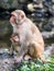 Picture of the Macaque Rhesus family