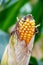 Picture of a maize plant with its corn cob, Zea mays