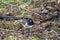 A picture of a male Dark-eyed junco perching on the ground.