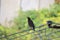 Picture of male jungle myna perching on wire of electricity power