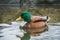 A picture of a male mallard hybrid swimming in the pond.