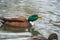 A picture of a male mallard hybrid swimming in the pond.