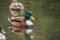 A picture of a male mallard hybrid swimming in the pond.