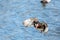 A picture  of  a male Mandarin duck taking off.