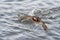 A picture of a male mandarin duck taking off from the lake.