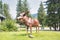 A picture of a male moose statue.ã€€Wells Gray BC Canada