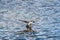 A picture of male pintail duck touching down to the lake.