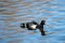 A picture  of  a male ring-necked duck stretching its body.