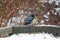 A picture of a male wood duck perching on the fence.