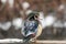 A picture of a male wood duck perching on the fence.