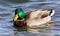 picture with a mallard swimming in lake