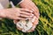 Picture of man and woman with wedding ring. Newly wed couple`s hands with wedding rings