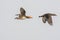 A picture of a mandarin ducks flying in the air.