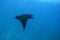 A picture of a manta