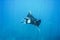 A picture of a manta