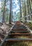 Picture with metal stairs in a pine forest, pedestrian walk