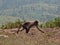 Picture of monkey wandering on the hills landscape