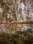 Picture with mottled tree leaves in the foreground and a collection of blurry trees and yellow leaves