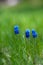Picture of muscari with green grass