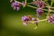 Picture of a nectar-sucking honeybee on a lavender blossom