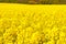 Picture of Oilseed Rapes