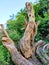 Picture of a  old cuting  tree in the field