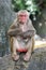 Picture of the old Macaque Rhesus