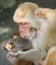 Picture of the old Macaque Rhesus eating