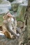 Picture of the old Macaque Rhesus eating