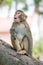 Picture of the old Macaque Rhesus wondering