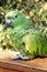 Picture of a old parrot resting