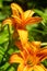 Picture of a orange daylily, corn lily, tiger daylily, ditch lily Hemerocallis fulva