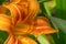 Picture of a orange daylily, corn lily, tiger daylily, ditch lily Hemerocallis fulva