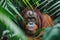 A picture of an orangutan in a jungle