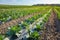 Picture of an organic farm field with patches covered with plastic mulch